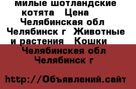 милые шотландские котята › Цена ­ 4 - Челябинская обл., Челябинск г. Животные и растения » Кошки   . Челябинская обл.,Челябинск г.